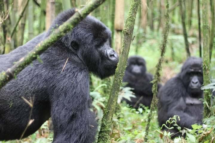 Bwindi National Park
