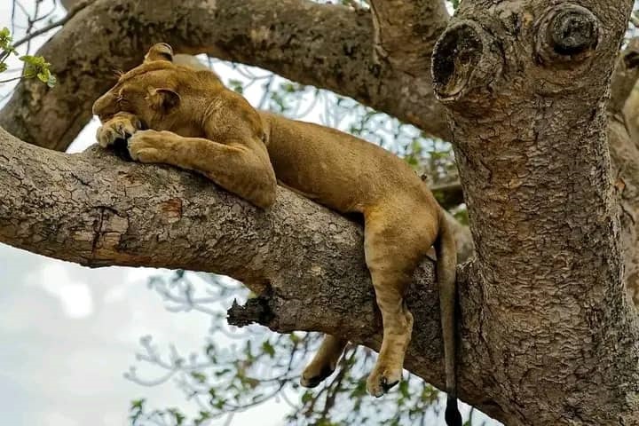 African Safari Adventure