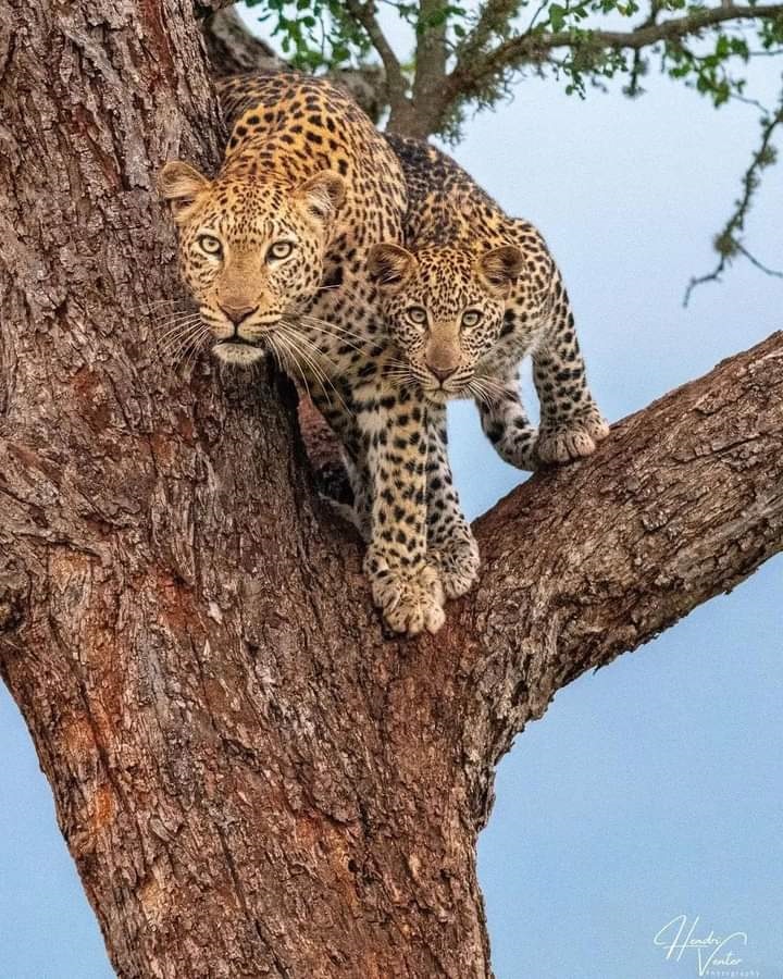 Queen Elizabeth National Park